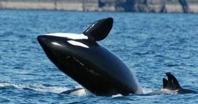Deer Harbor Charters Celebrates Fun on the Water in the San Juan Islands