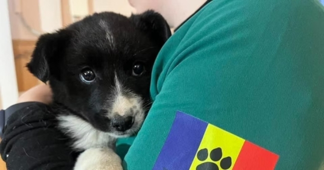 Romania Animal Rescue Marks Nearly 150,000 Spay & Neuter Surgeries in Support of